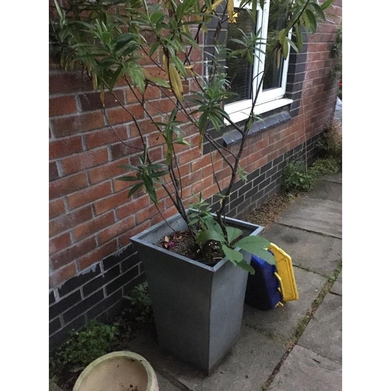 2 Mature Plants in Pots