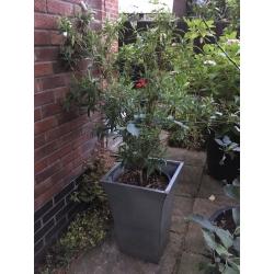 2 Mature Plants in Pots