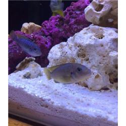 3" hongi cichlids