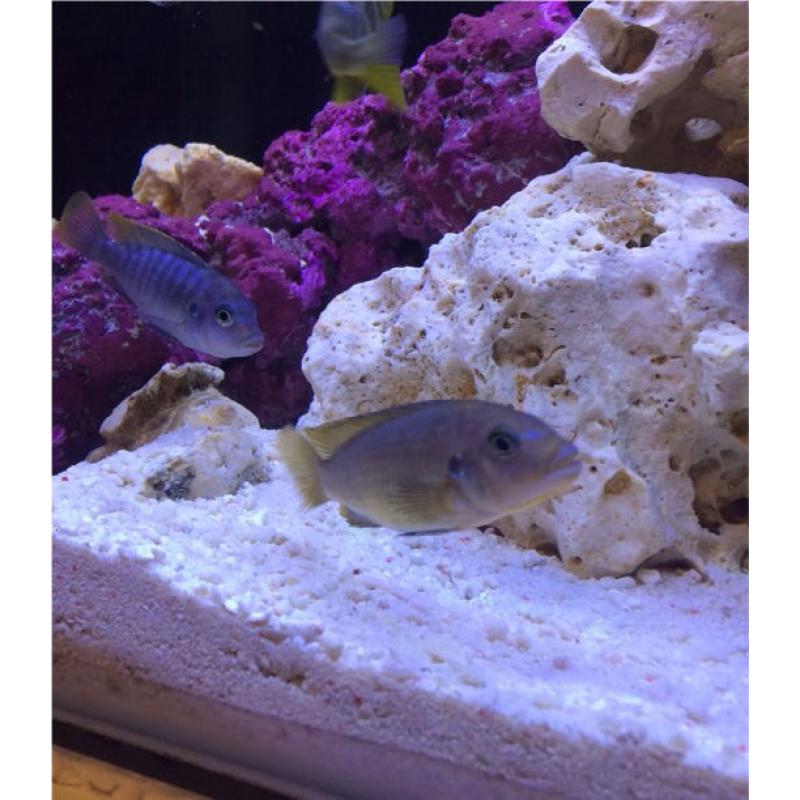 3" hongi cichlids