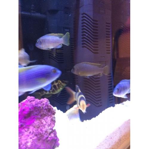 3" hongi cichlids