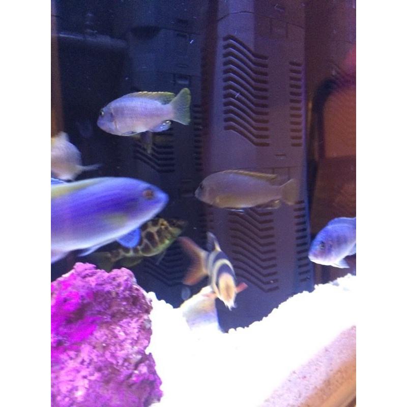 3" hongi cichlids
