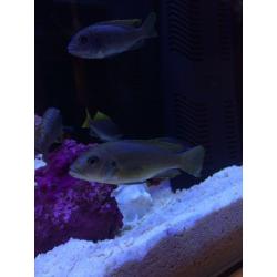 3" hongi cichlids