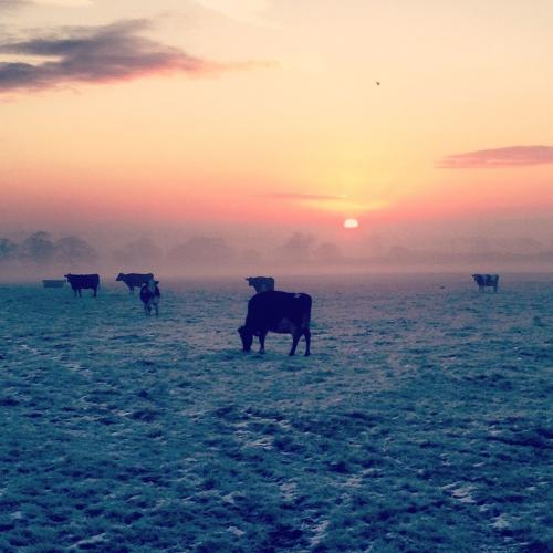 Experienced, hard working assistant herdsman required