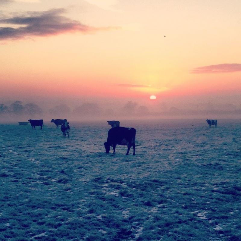Experienced, hard working assistant herdsman required