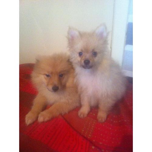 Pomeranian puppies ready now