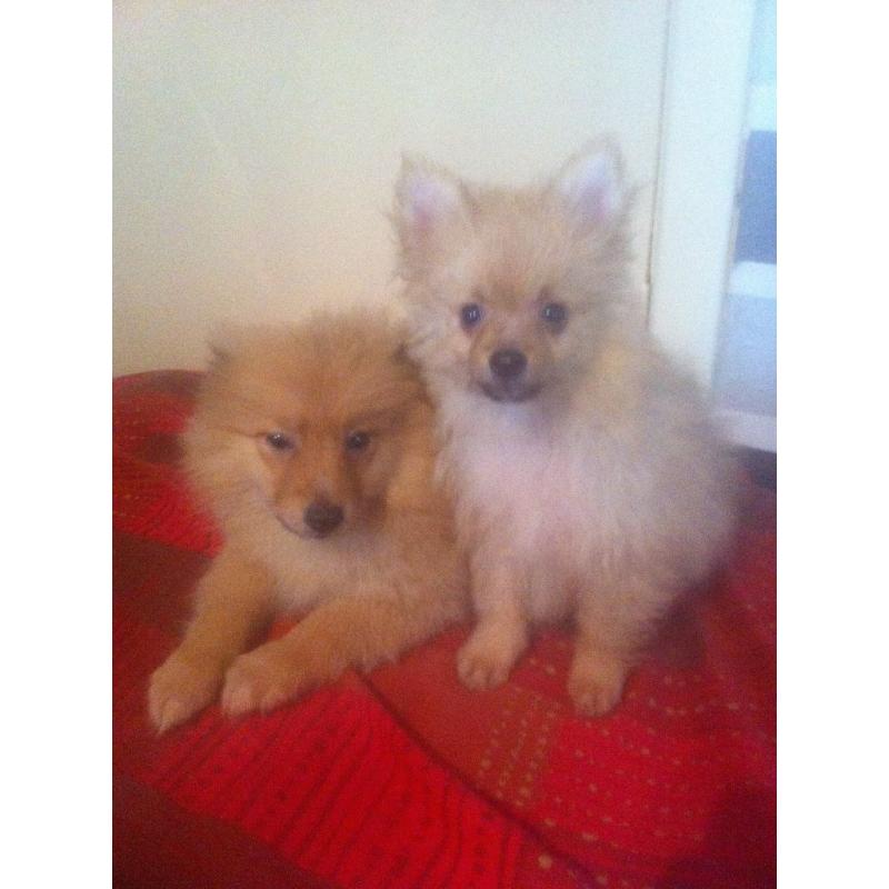 Pomeranian puppies ready now