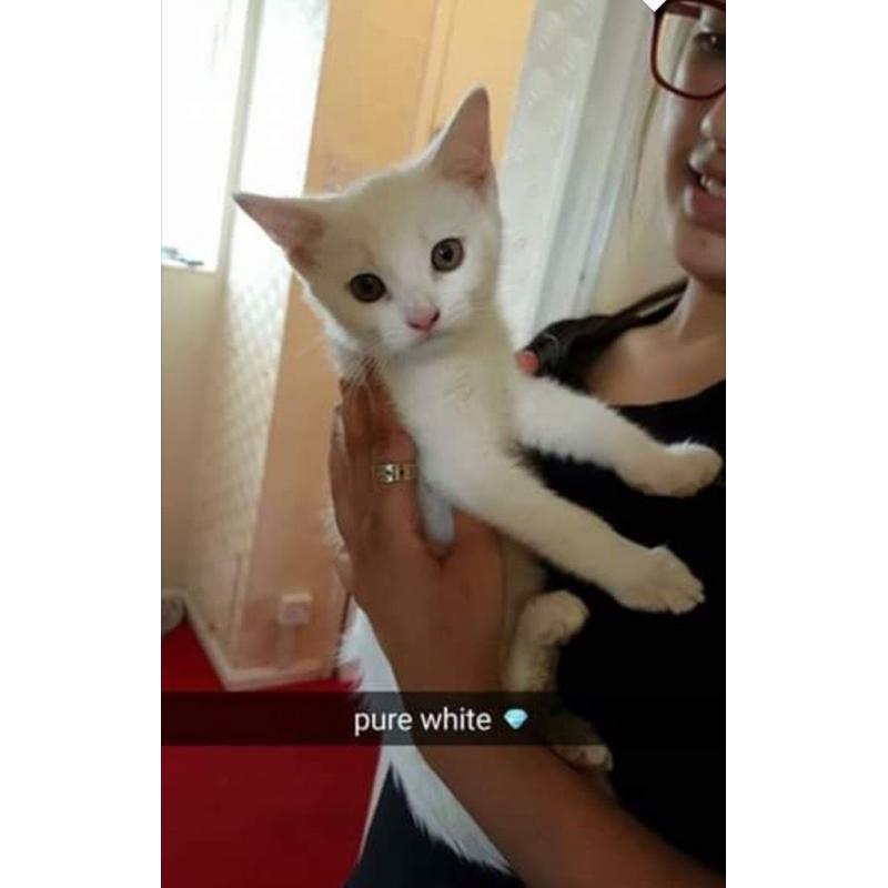 all white male kitten ??