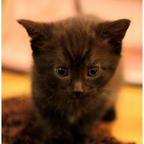 Gorgeous kittens are looking for home