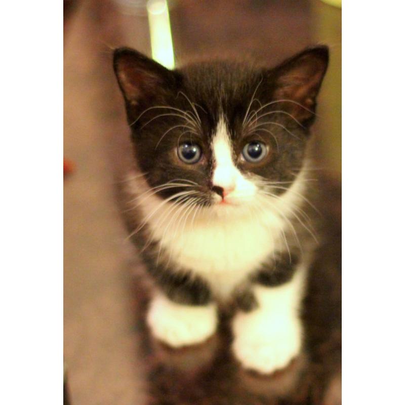 Gorgeous kittens are looking for home
