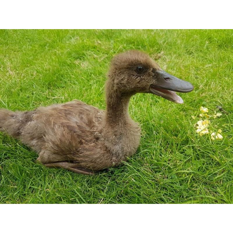 Khaki campbell ducklings (FEMALE)