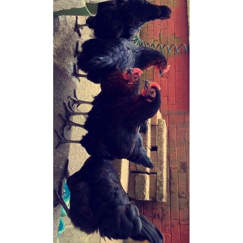 6 Free Black Rock Chickens
