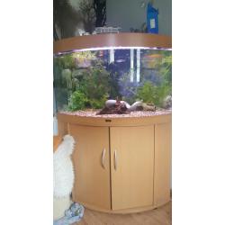 Juwel 190L corner tank with fish + everything you need.