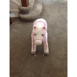 Soft Toy Horse Good Condition