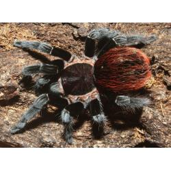 Brachypelma Vagans - Mexican Red Rump tarantula
