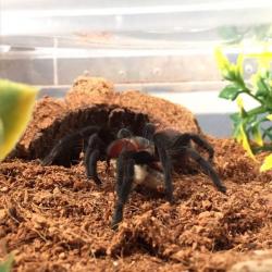 Brachypelma Vagans - Mexican Red Rump tarantula