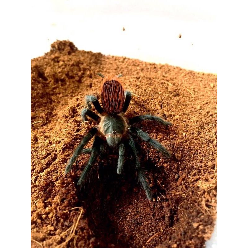 Brachypelma Vagans - Mexican Red Rump tarantula