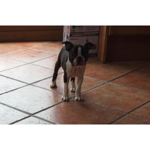 BOSTON TERRIER PUPPIES