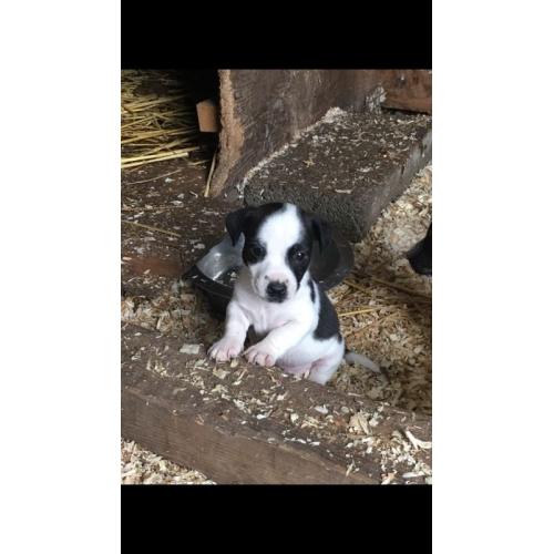 Jack Russell pups
