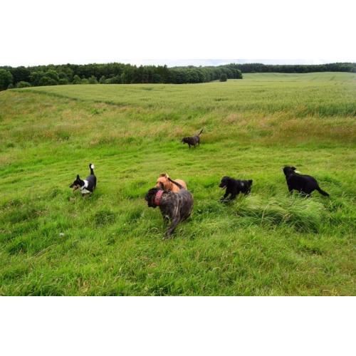 Dog walking and boarding