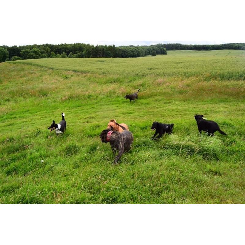 Dog walking and boarding