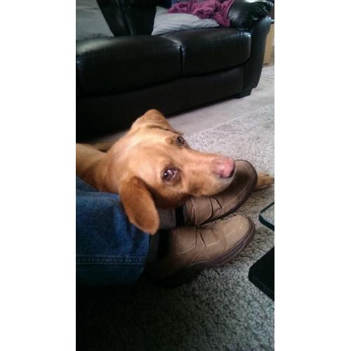 Professional Lady and Gentle Doggy Need Room for few weeks