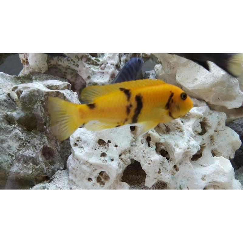 Aprix 50 odd malawi juvies