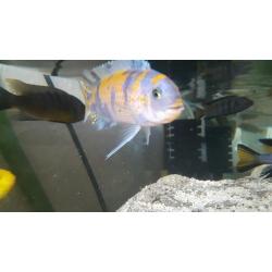 Aprix 50 odd malawi juvies
