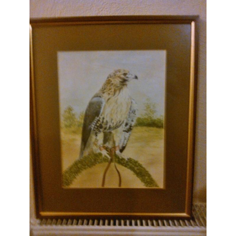 Falcon print