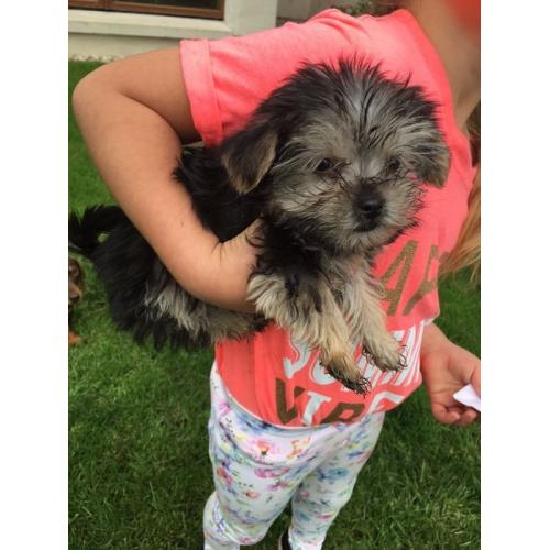 Morkie puppy's