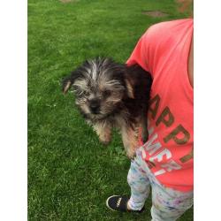 Morkie puppy's