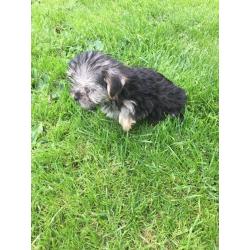 Morkie puppy's