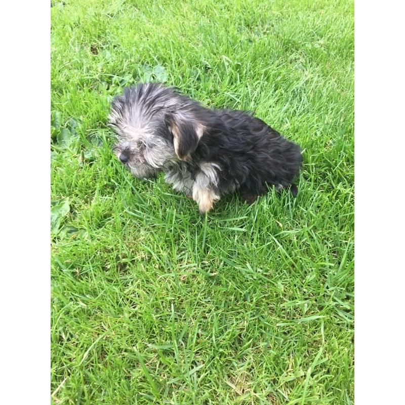 Morkie puppy's