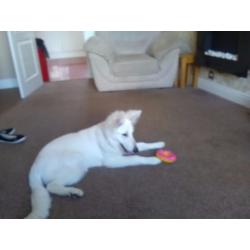 German shepherd white puppy for sale 6 months old