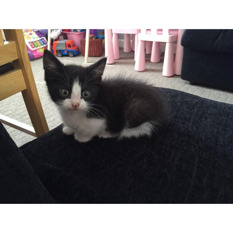 Kitten and accessories for sale