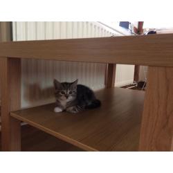 2 male Tabbys.