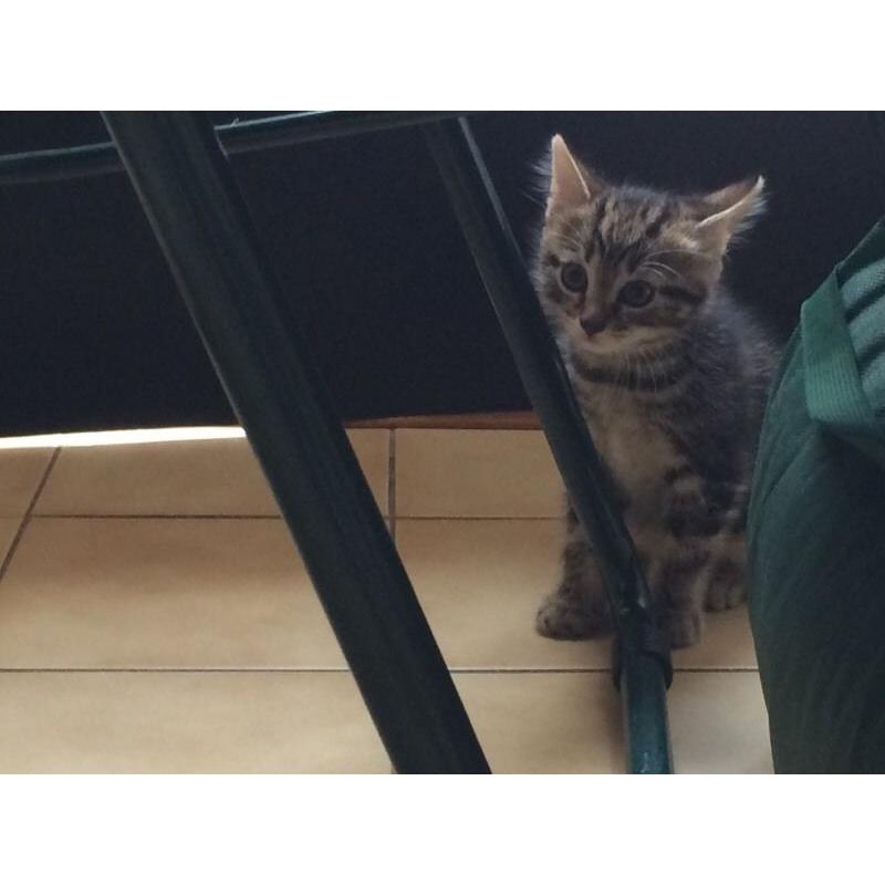 2 male Tabbys.