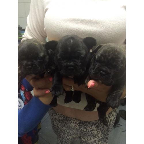 One French bulldog puppy left