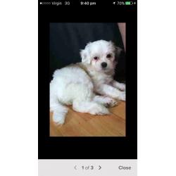 Chinese crested Shih Tzu cross pups