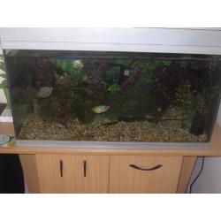 LARGE 120LITRE FISH TANK WITH FISHES