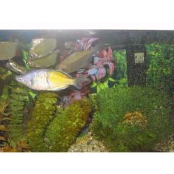 LARGE 120LITRE FISH TANK WITH FISHES