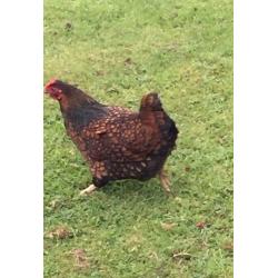 Gold Laced Wyandotte Bantam hen