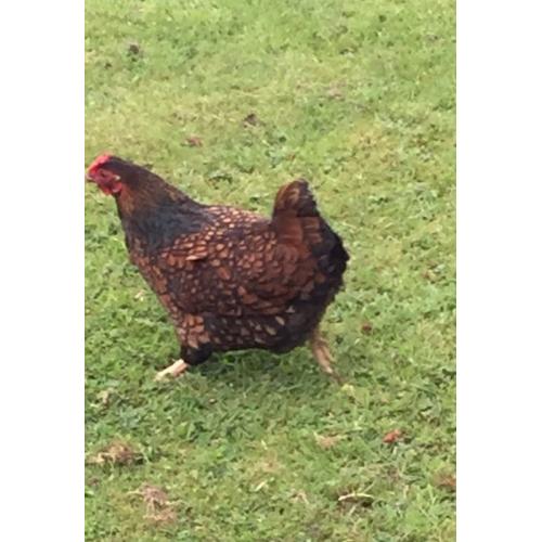 Gold Laced Wyandotte Bantam hen