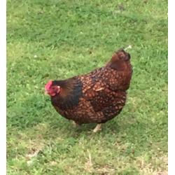 Gold Laced Wyandotte Bantam hen