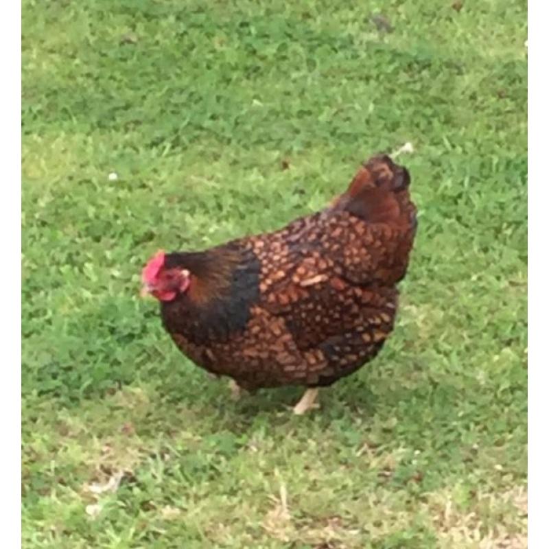 Gold Laced Wyandotte Bantam hen