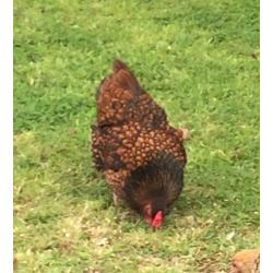 Gold Laced Wyandotte Bantam hen