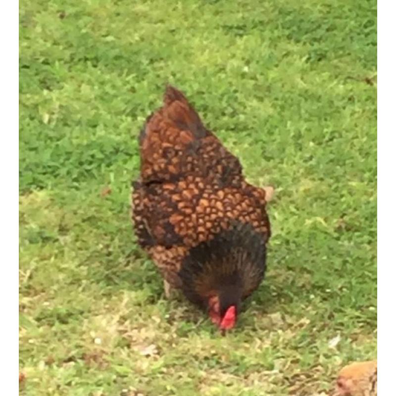 Gold Laced Wyandotte Bantam hen