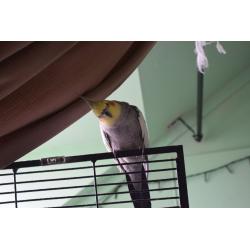 Hand Reared Male Cockatiel and Cage
