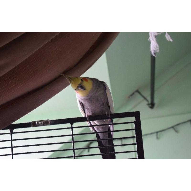Hand Reared Male Cockatiel and Cage