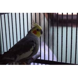 Hand Reared Male Cockatiel and Cage
